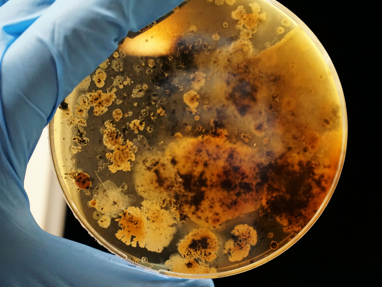 CRISPR - eine Frage der Ethik CRISPR - eine Frage der Ethik